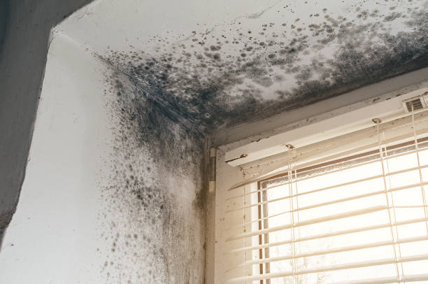 Affordable Mold Remediation solutions in Temperanceville, VA